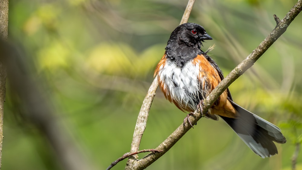 orange black and white bird on brown tree branch during daytime