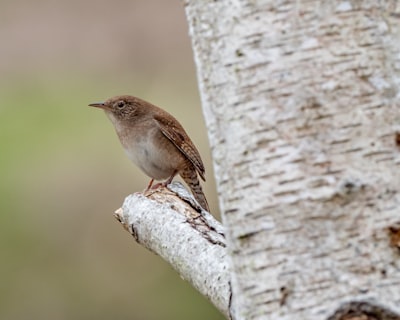 brown bird on brown tree branch