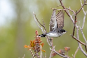 brown and white bird flying over yellow flowers