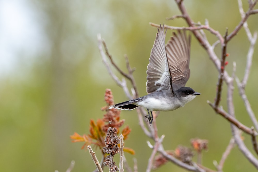 oiseau brun et blanc volant au-dessus des fleurs jaunes