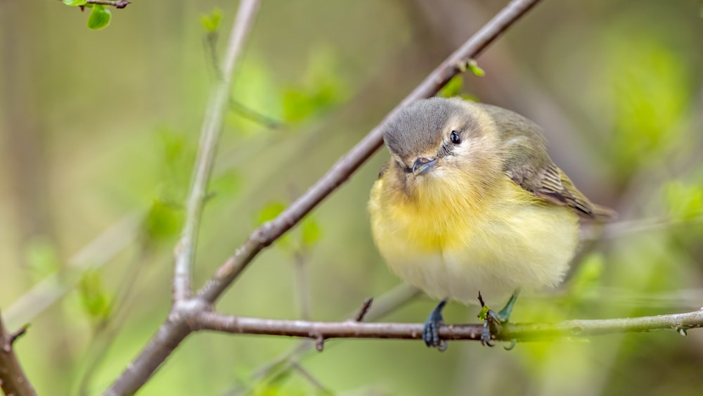 yellow and gray bird on tree branch