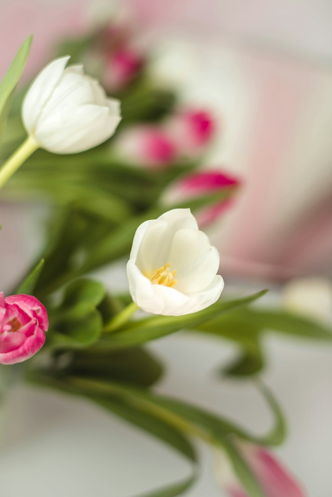 white and pink flower in tilt shift lens