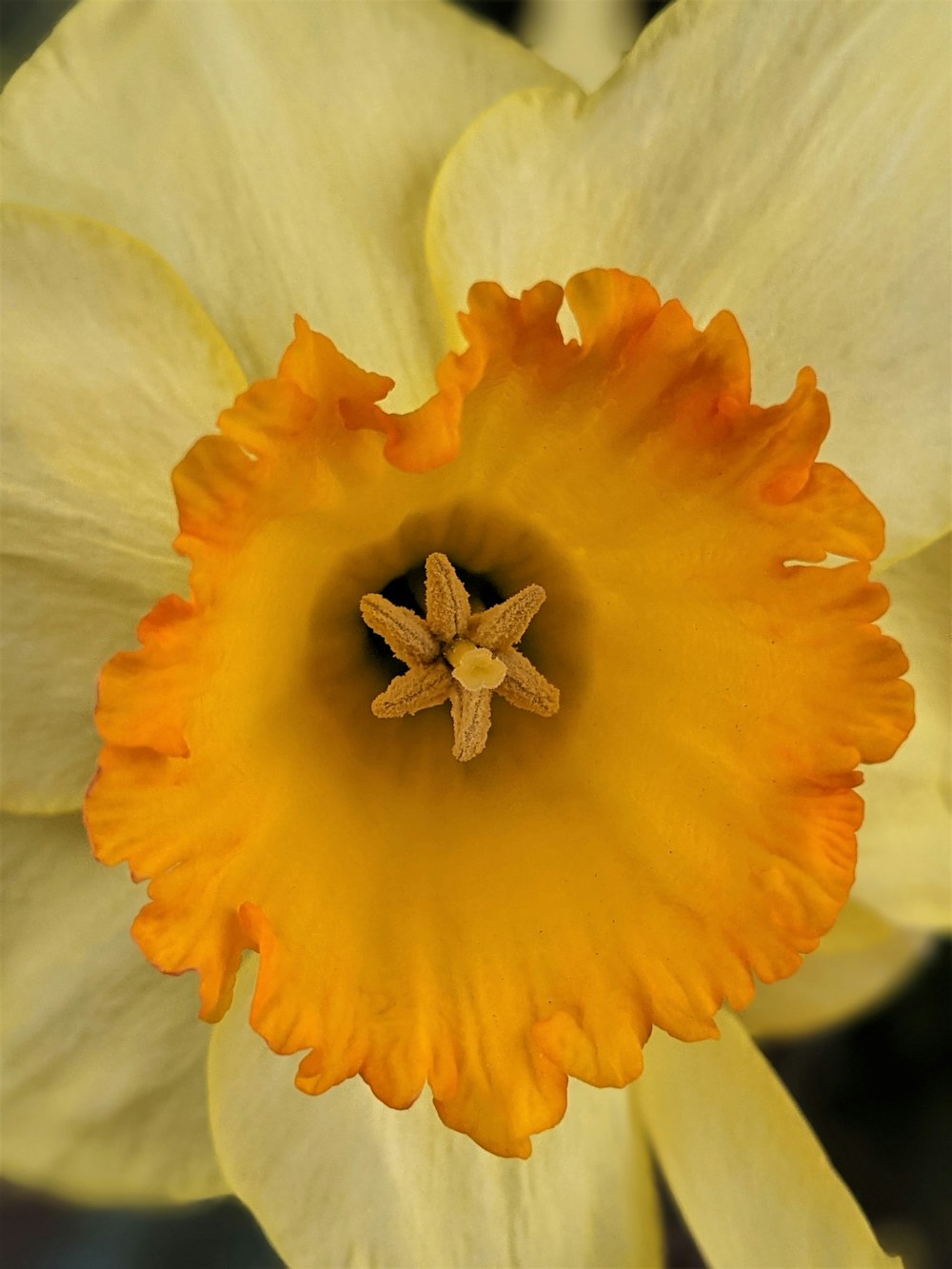 yellow flower with green leaves