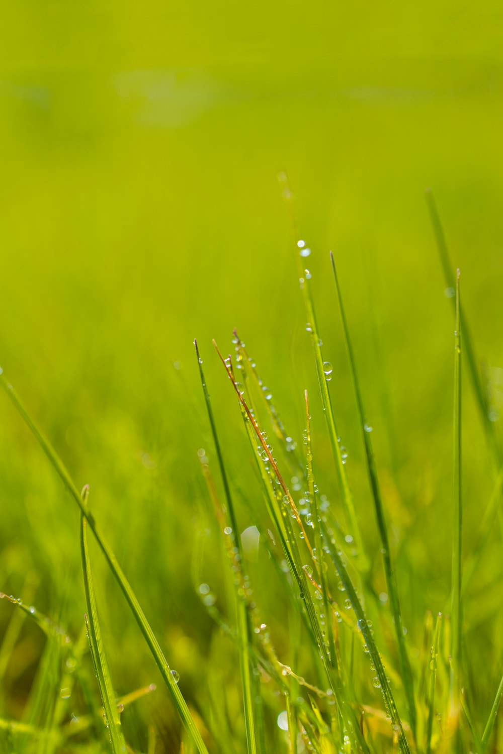 Champ d’herbe verte pendant la journée