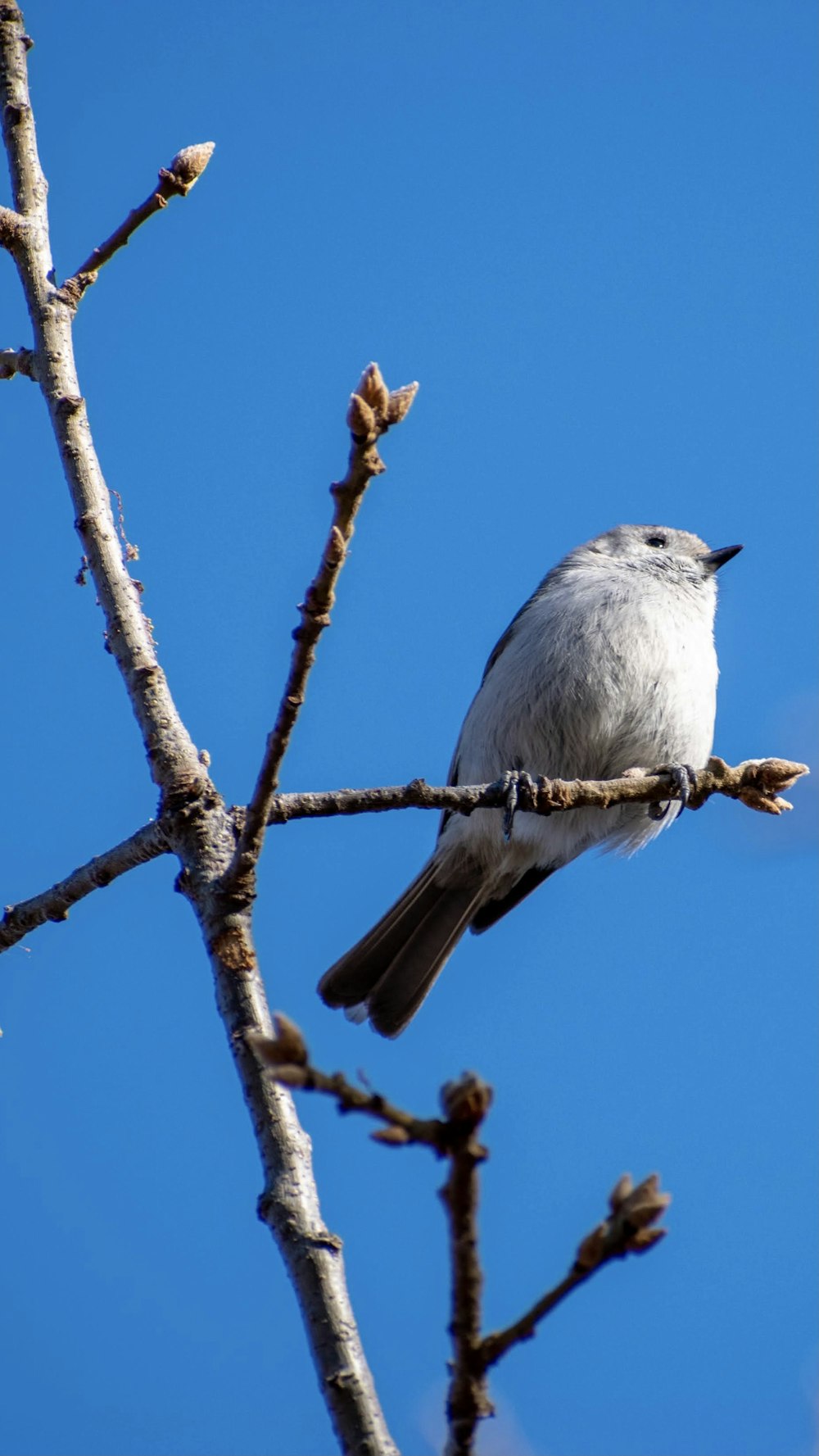 pájaro blanco y gris en la rama marrón del árbol durante el día