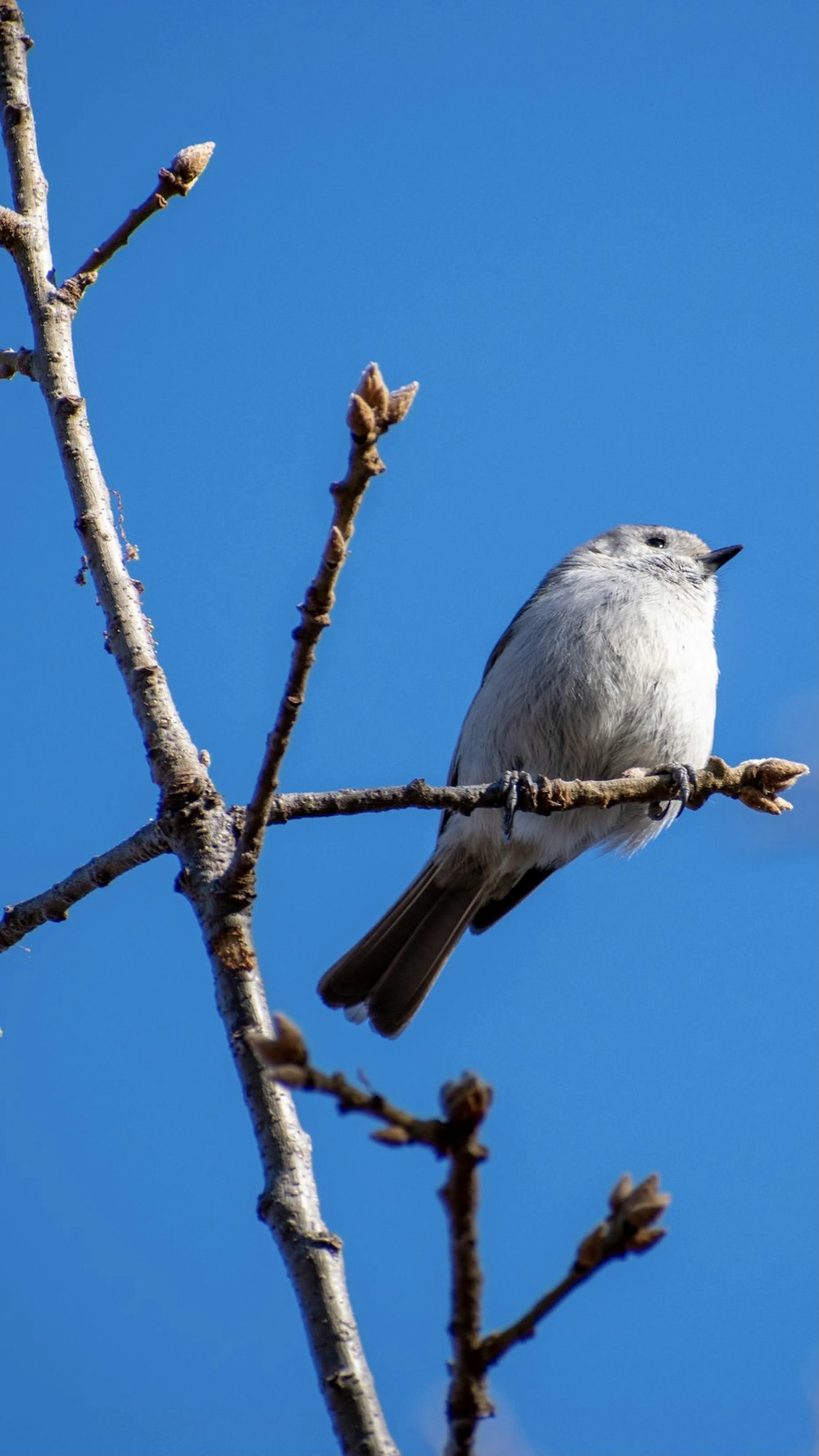 oiseau blanc et gris sur la branche d’arbre brun pendant la journée