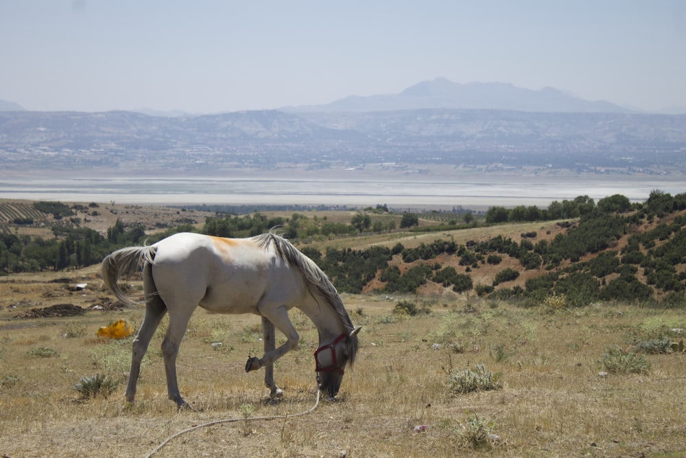 white horse on brown field during daytime