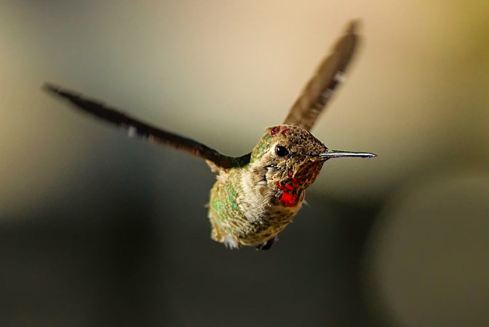 green and brown humming bird