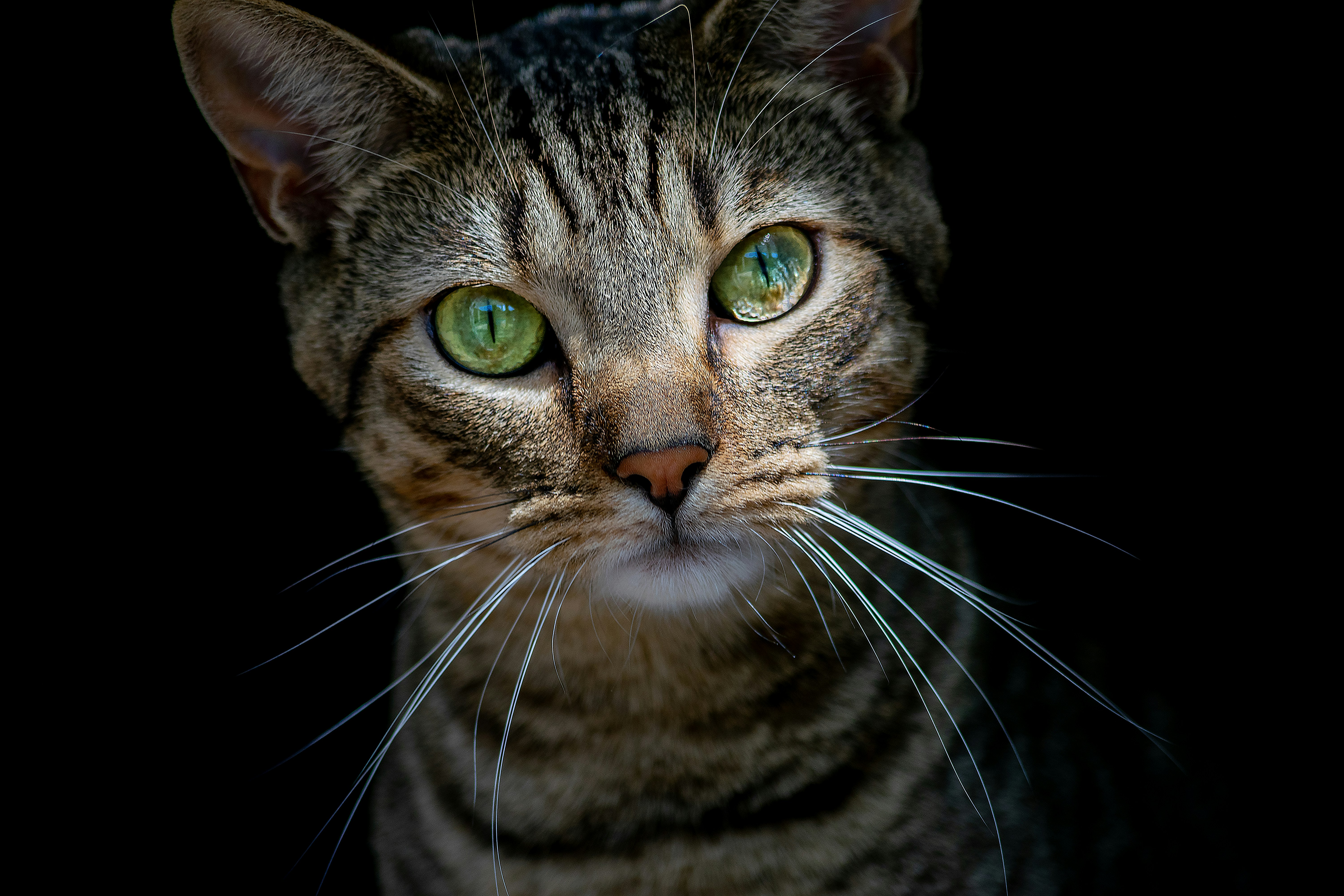 brown tabby cat in close up photography, Closeup headshot of a tabby cat with green eyes that stares at us