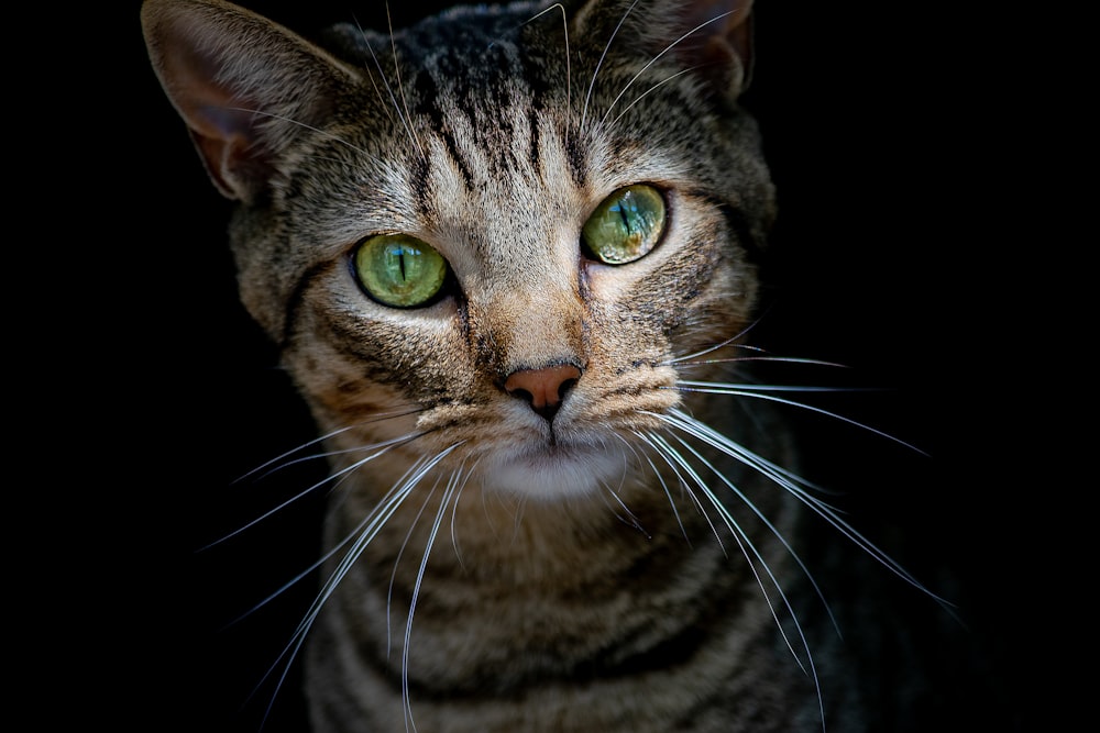 brown tabby cat in close up photography