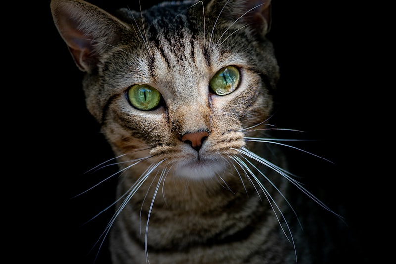 A relaxed cat resting indoors