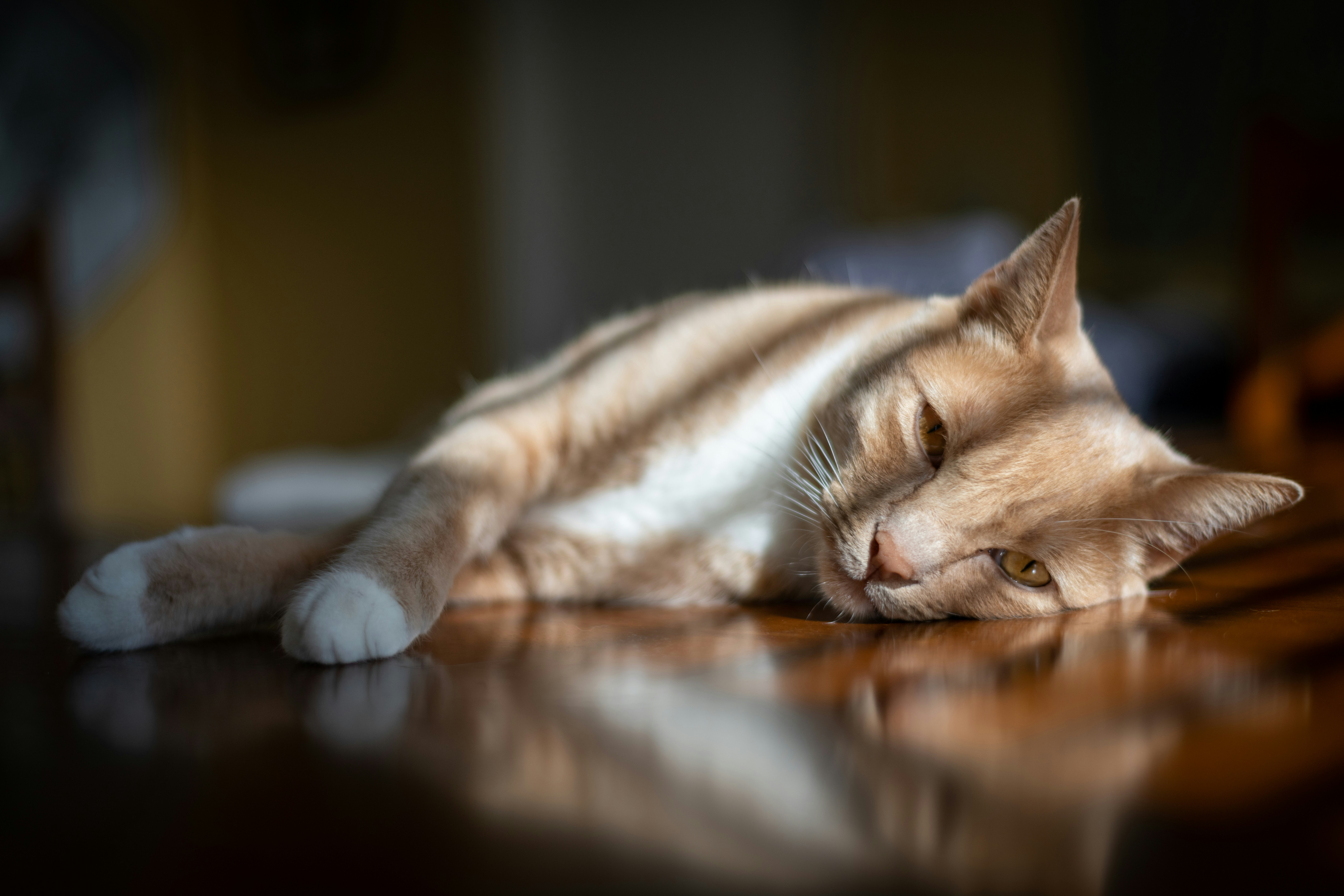 Quiet Companionship Without Overstimulation (image credits: unsplash)