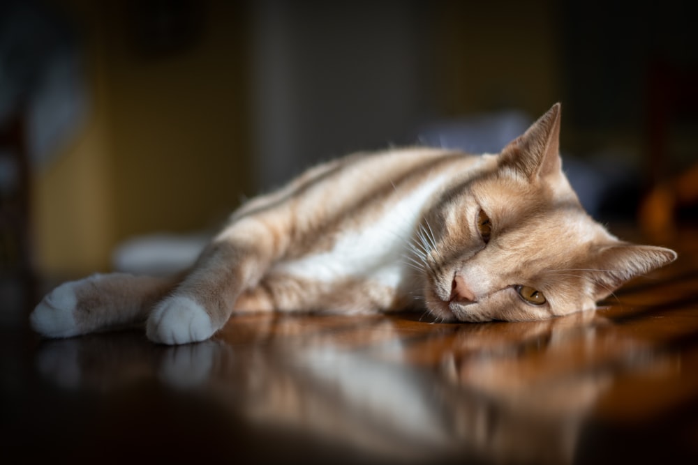 orange tabby cat lying on brown wooden table