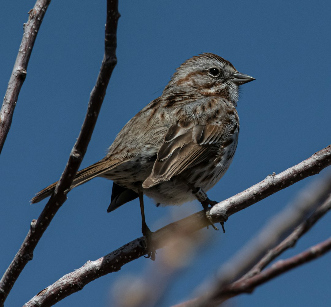 brown bird on brown tree branch during daytime