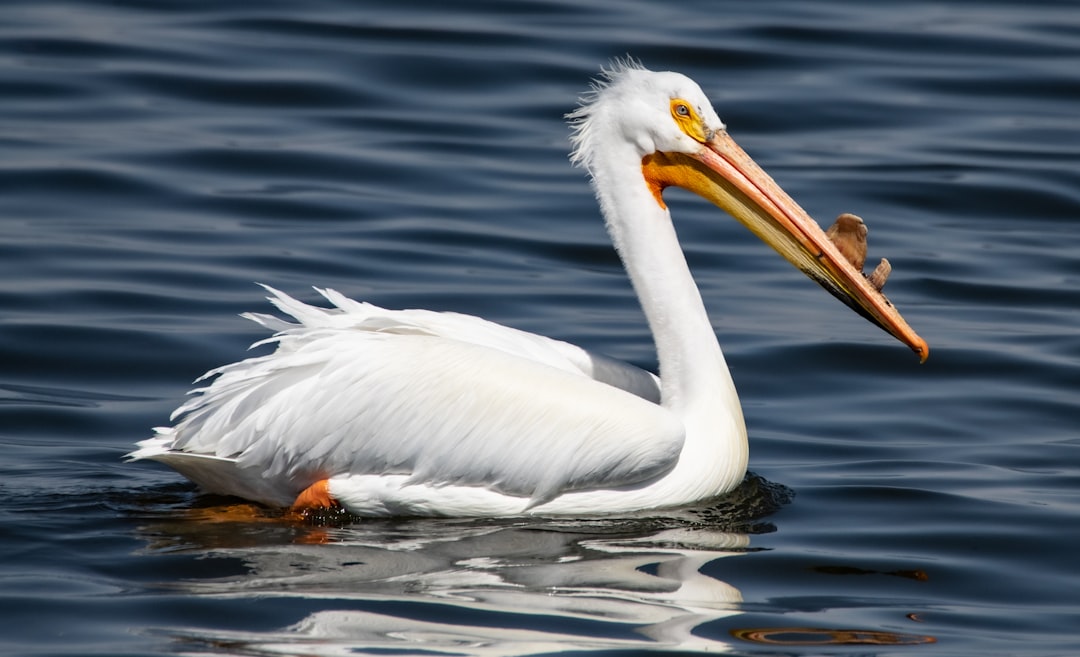 white pelican on water during daytime