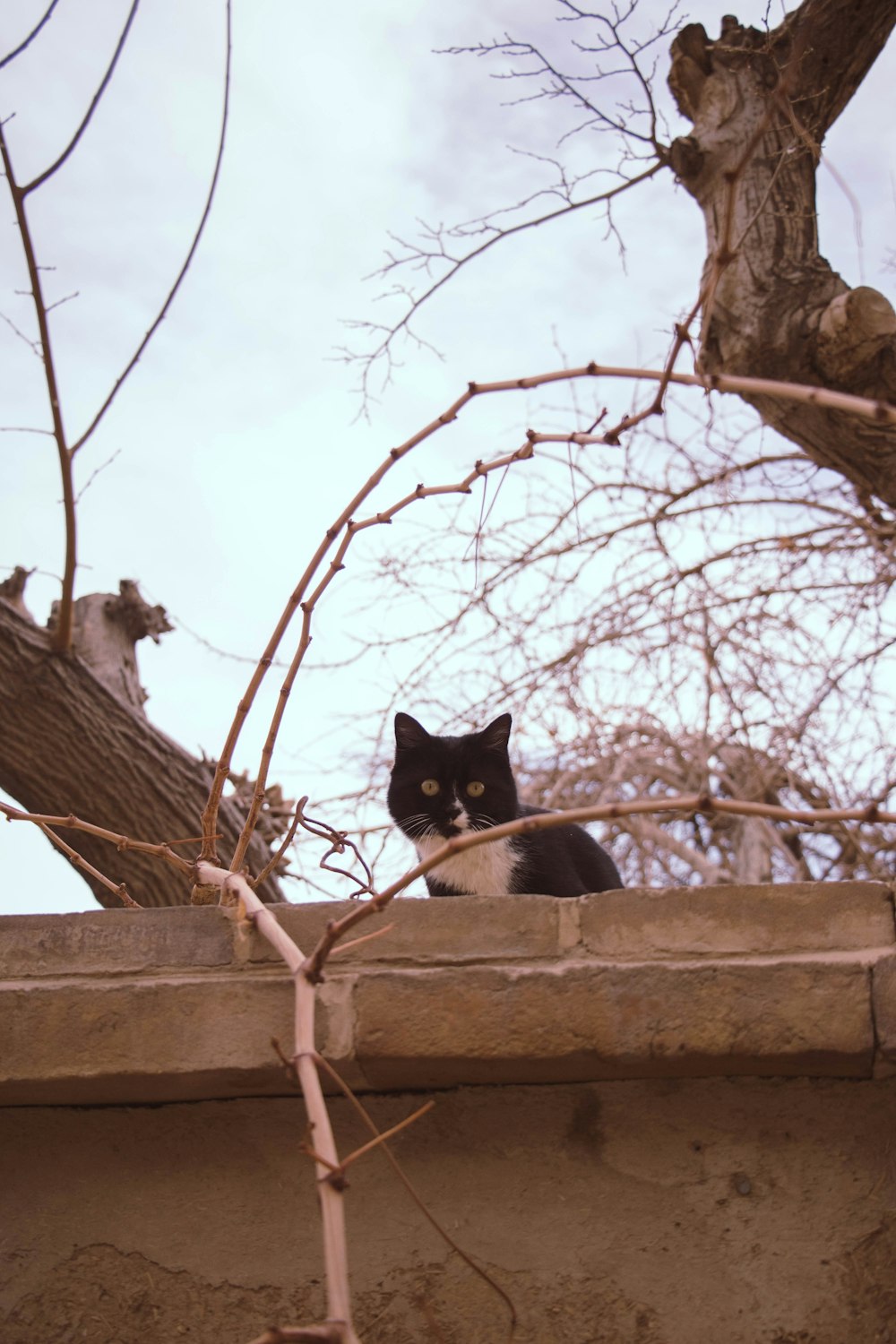 tuxedo cat on brown concrete wall during daytime