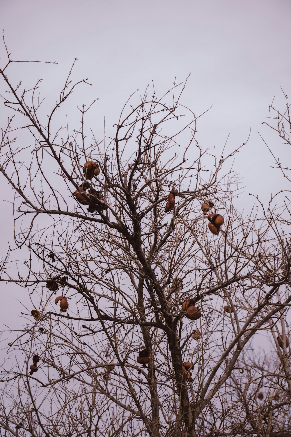 brown tree with brown fruits