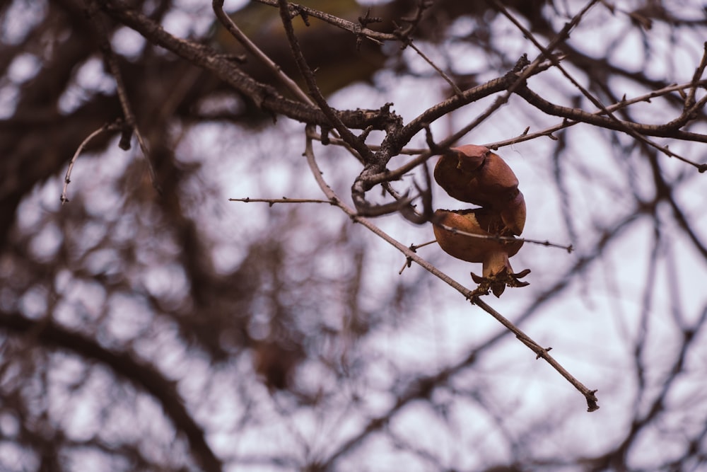 brown bird on brown tree branch during daytime