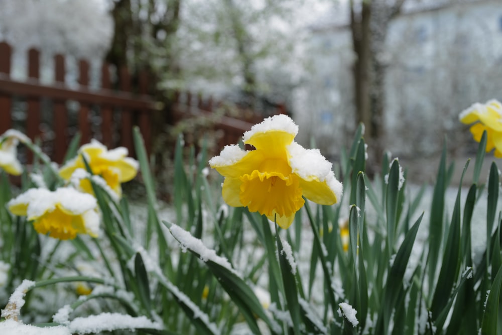 yellow flower in tilt shift lens