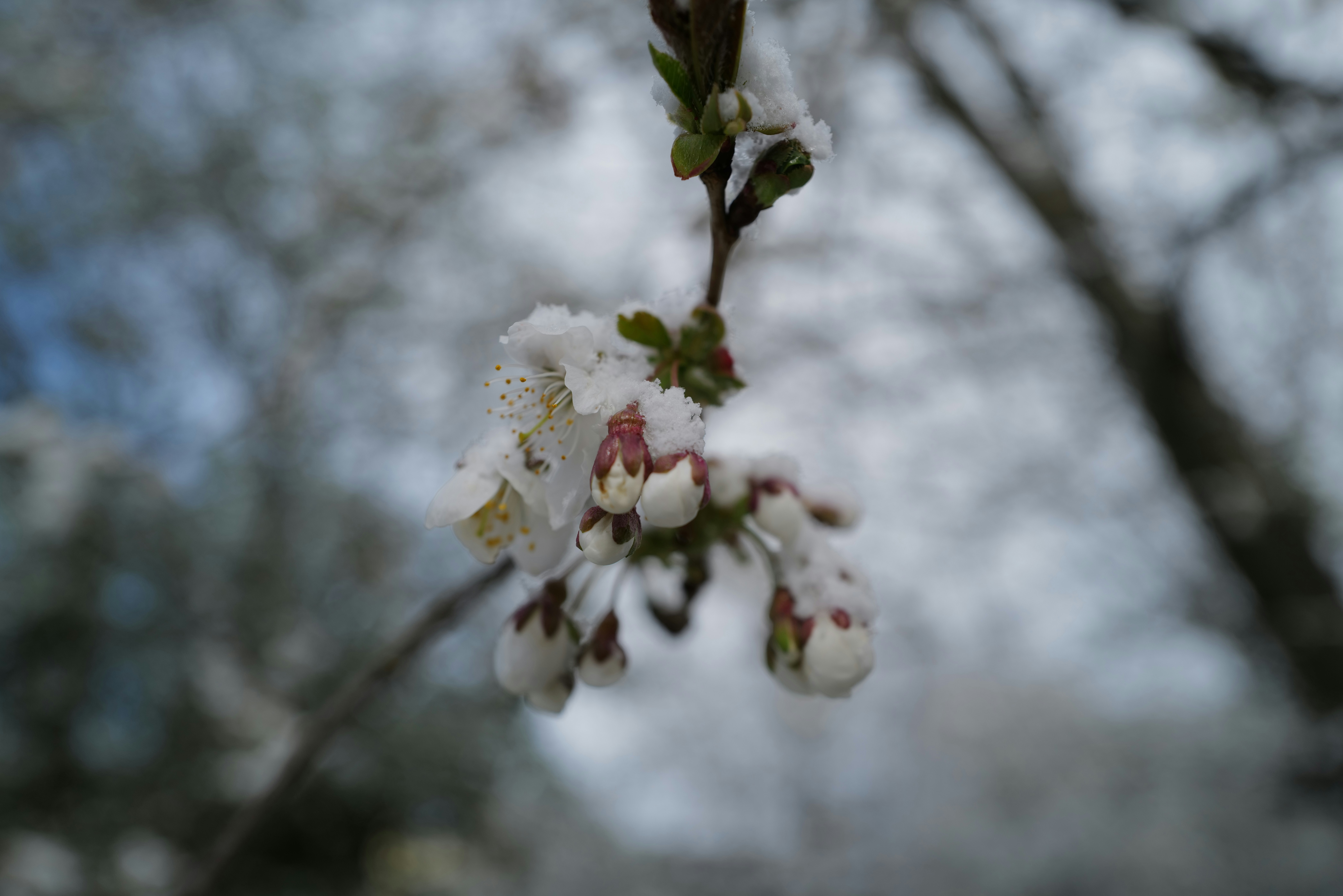 white cherry blossom in close up photography