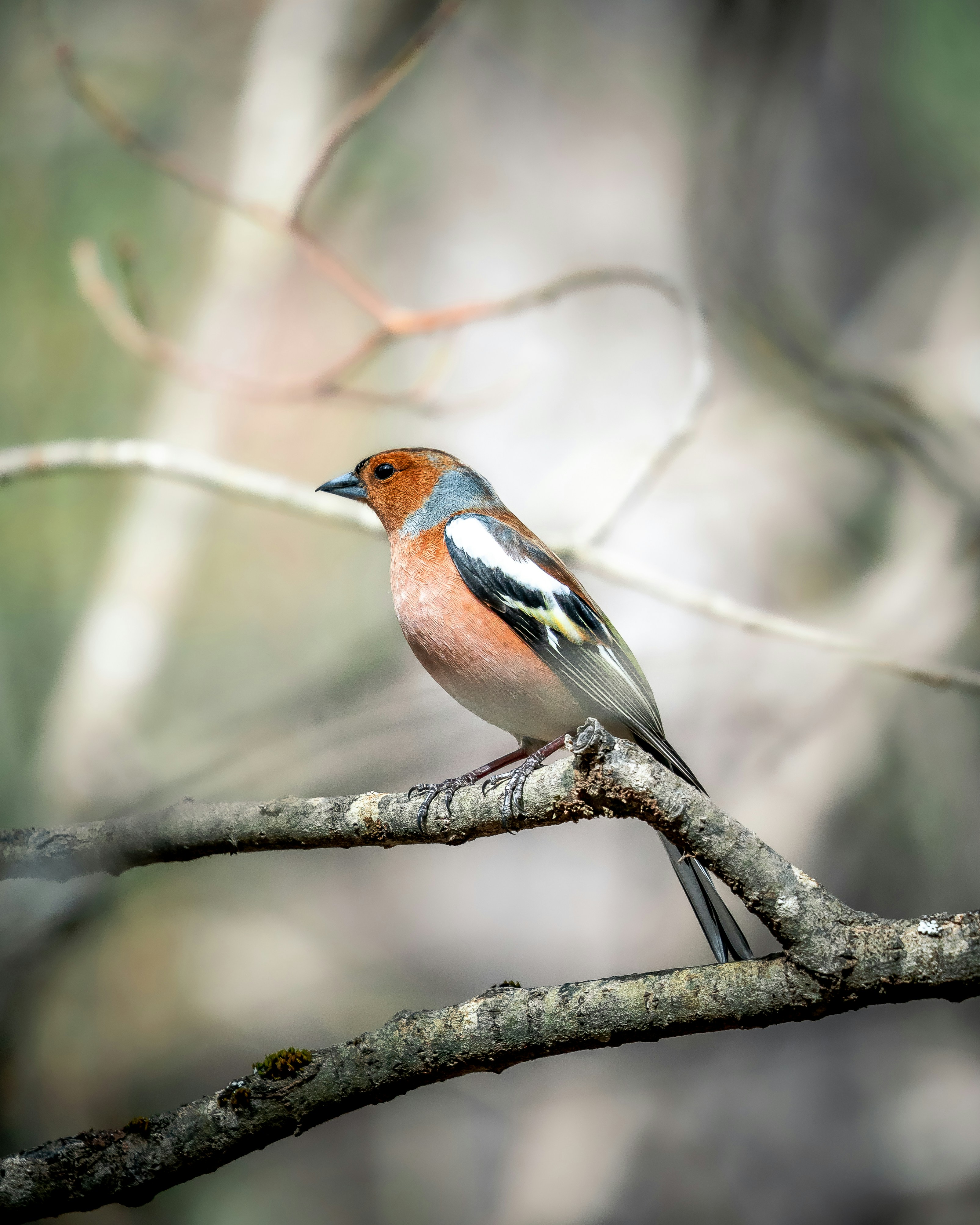 木の枝に茶色と青の鳥の写真 Unsplashで見つける鳥の無料写真
