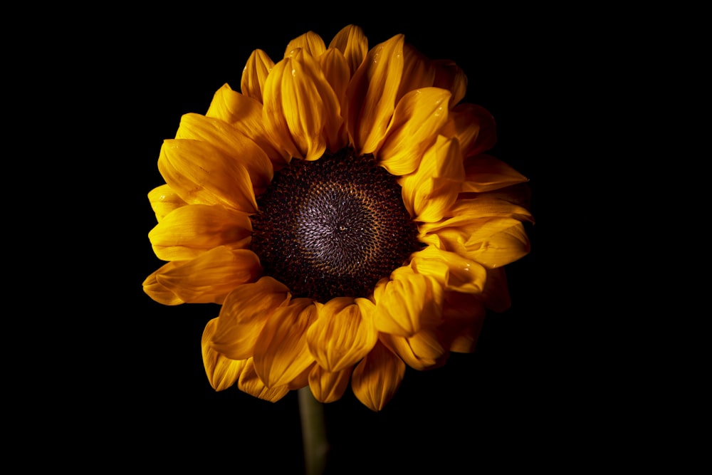 yellow sunflower in close up photography