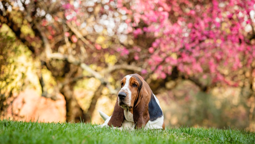 昼間の緑の芝生に茶色と白の短いコートの犬
