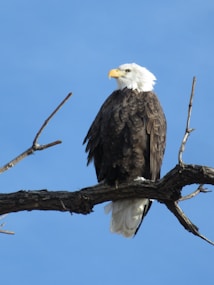 A majestic bald eagle perched on a bare tree branch under a clear blue sky. The eagle has a striking white head and tail, with dark brown body feathers. Its bright yellow beak matches its stern, watchful eyes.