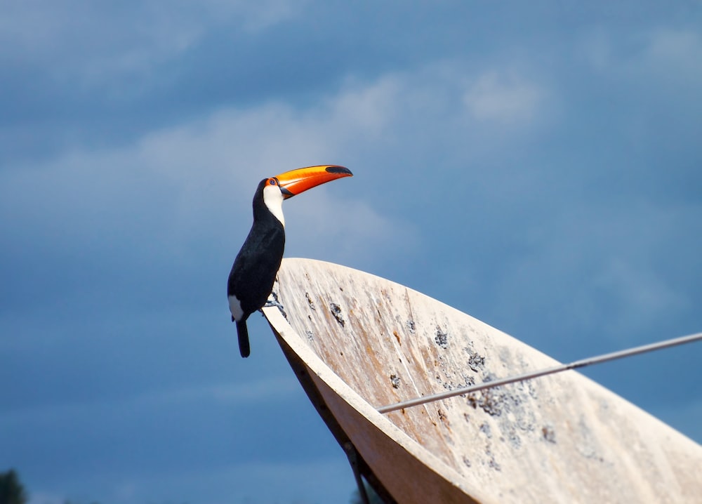 uccello nero e giallo su recinzione di legno marrone durante il giorno