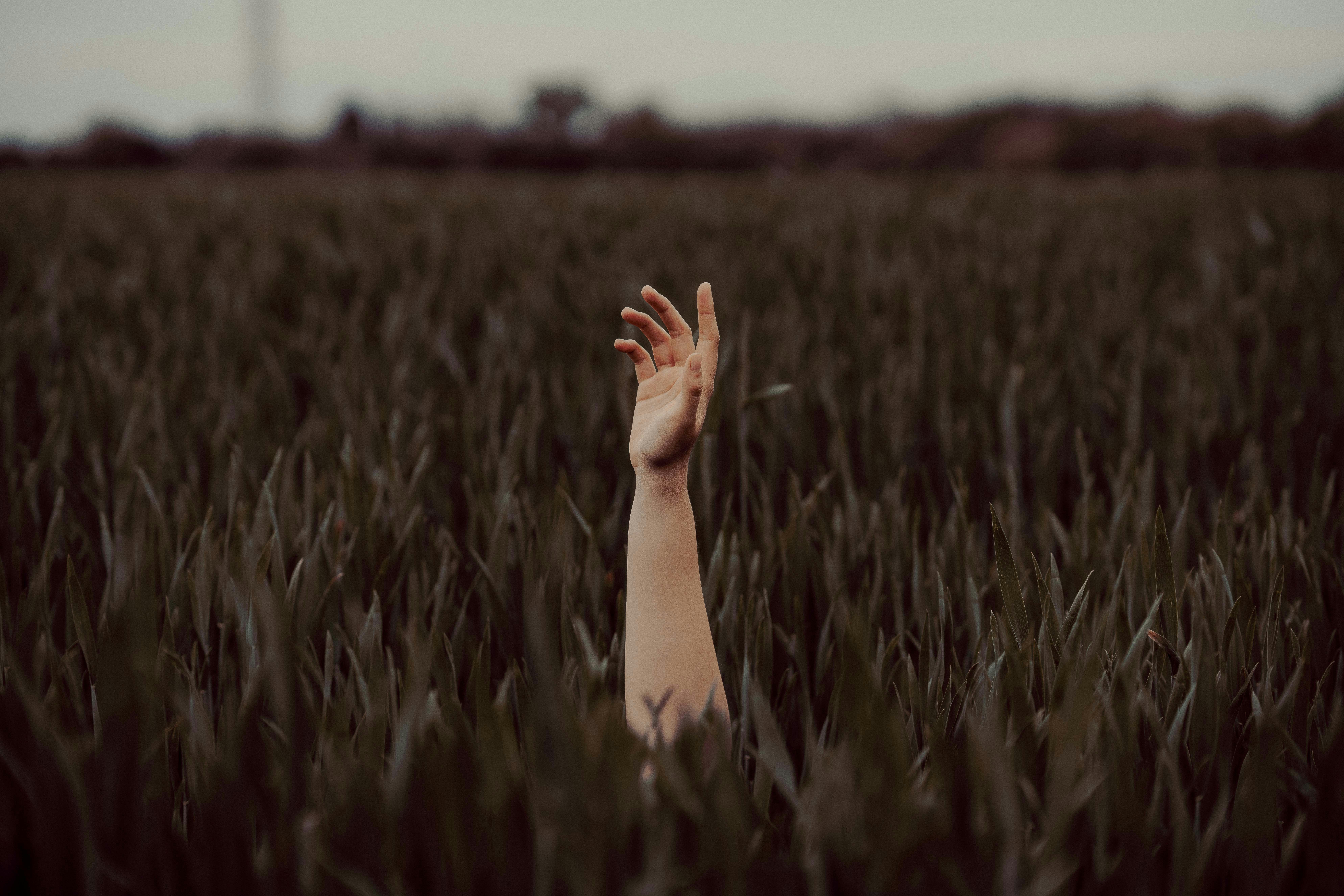 persons hand on green grass field