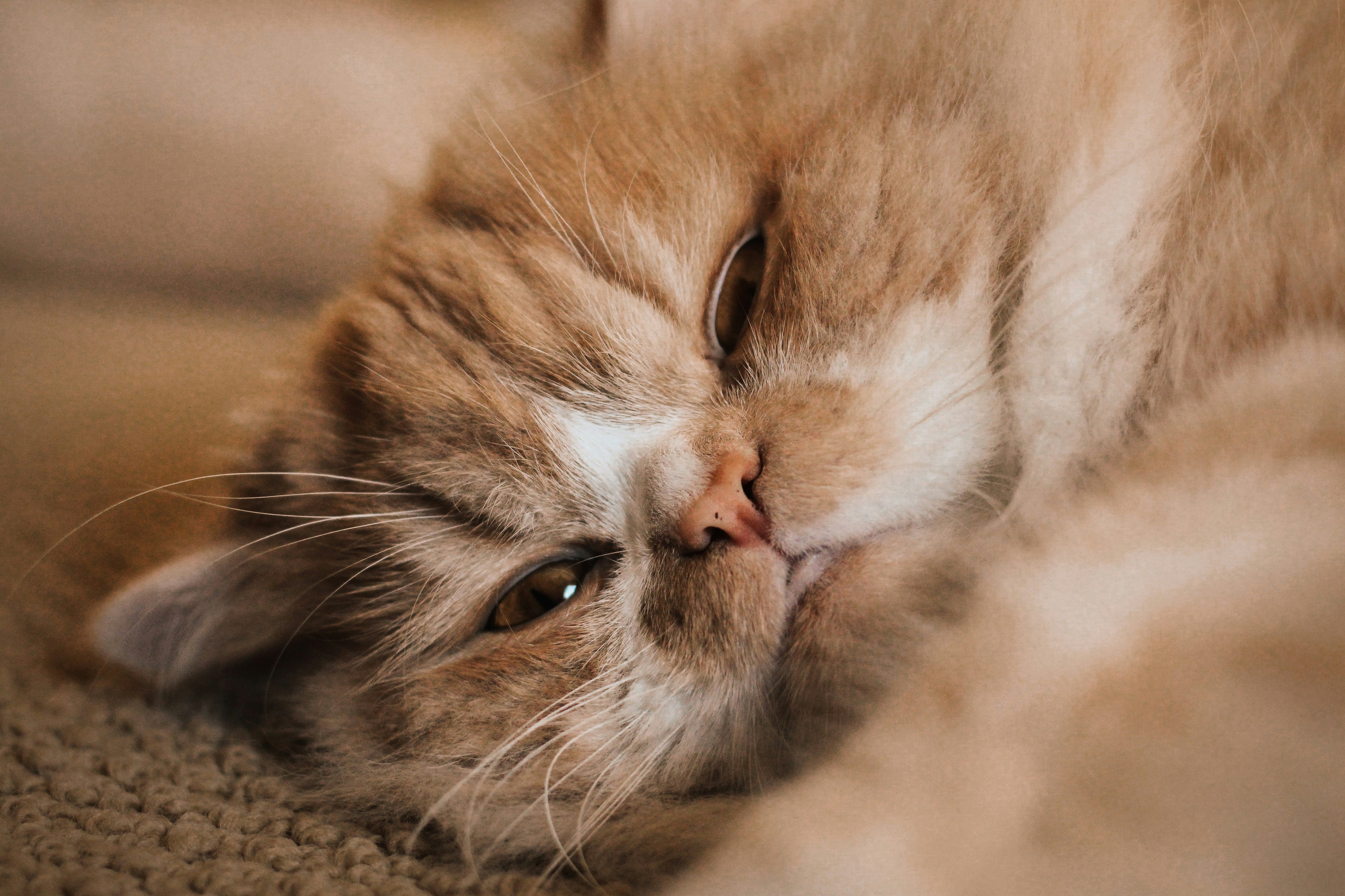 orange tabby cat lying on gray textile