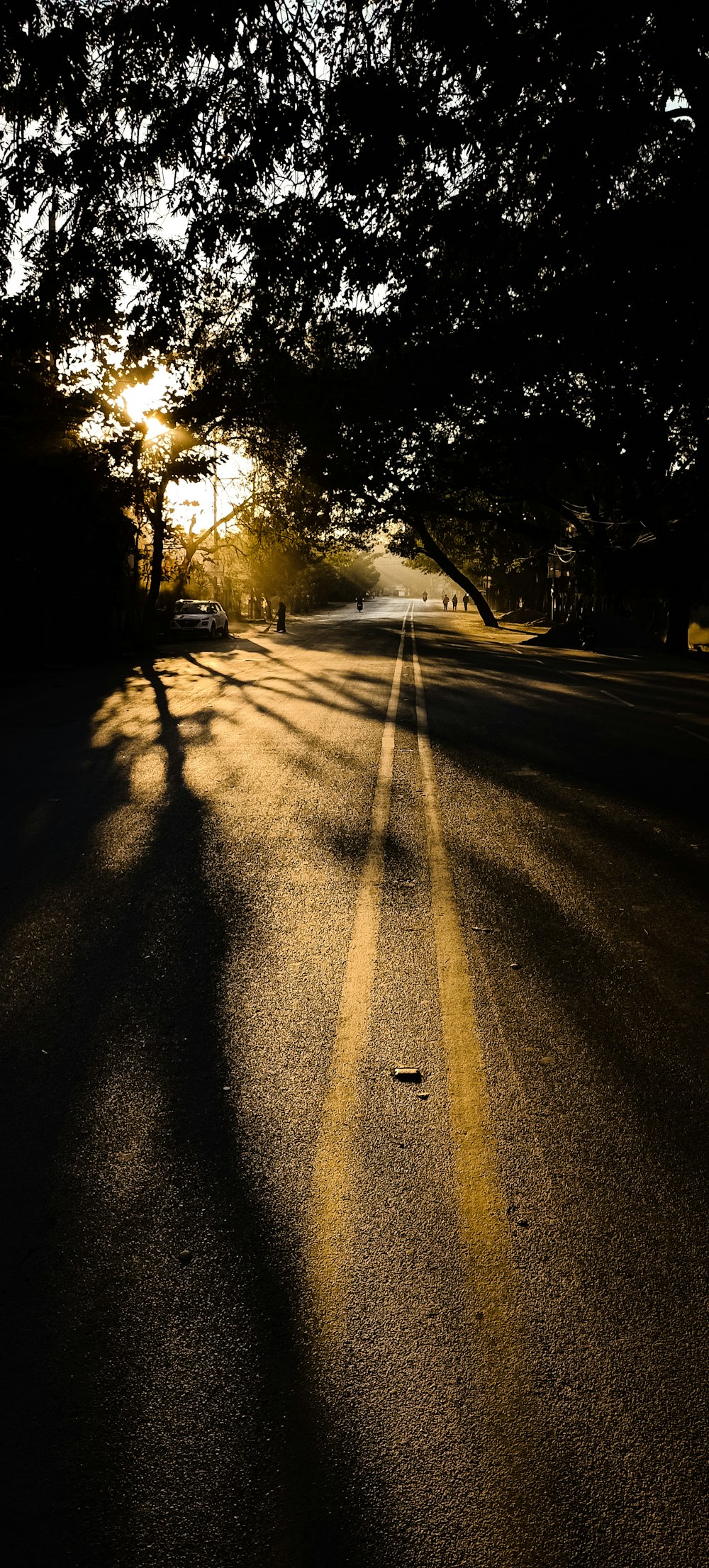 日中の木々の間の黒いアスファルト道路