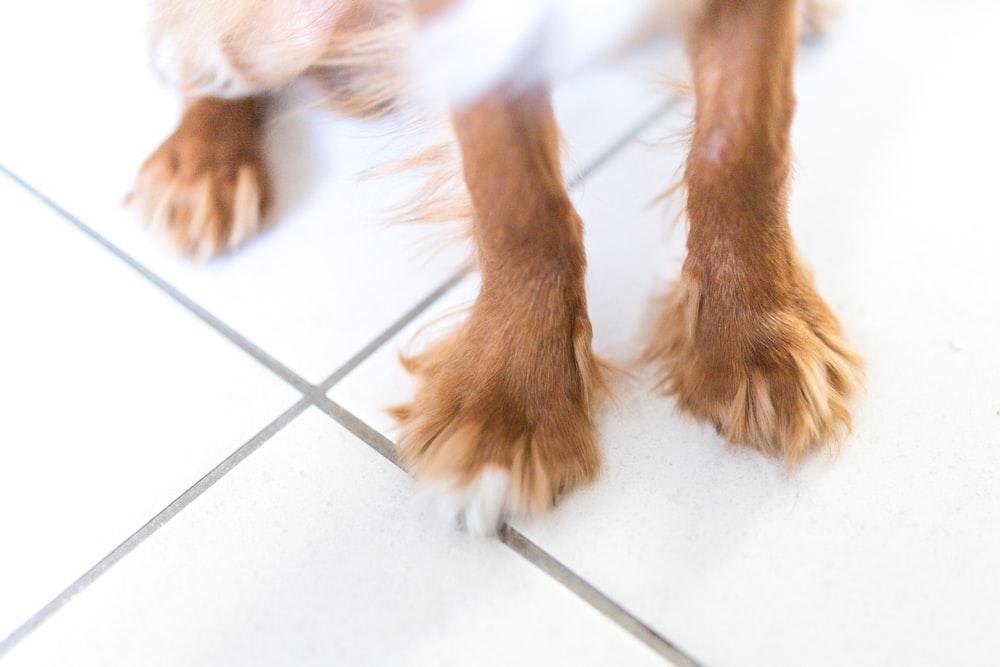 brown and white long coated dog on white ceramic floor tiles