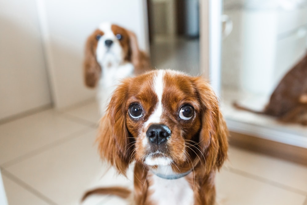 brown and white short coated small dog