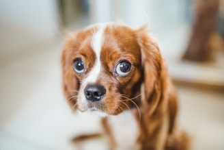 A small, brown and white dog with long ears and big, expressive eyes looks directly at the camera. The dog's fur is sleek and shiny, with a white stripe running down the middle of its face. The background is softly blurred, highlighting the dog as the main focus of the image.