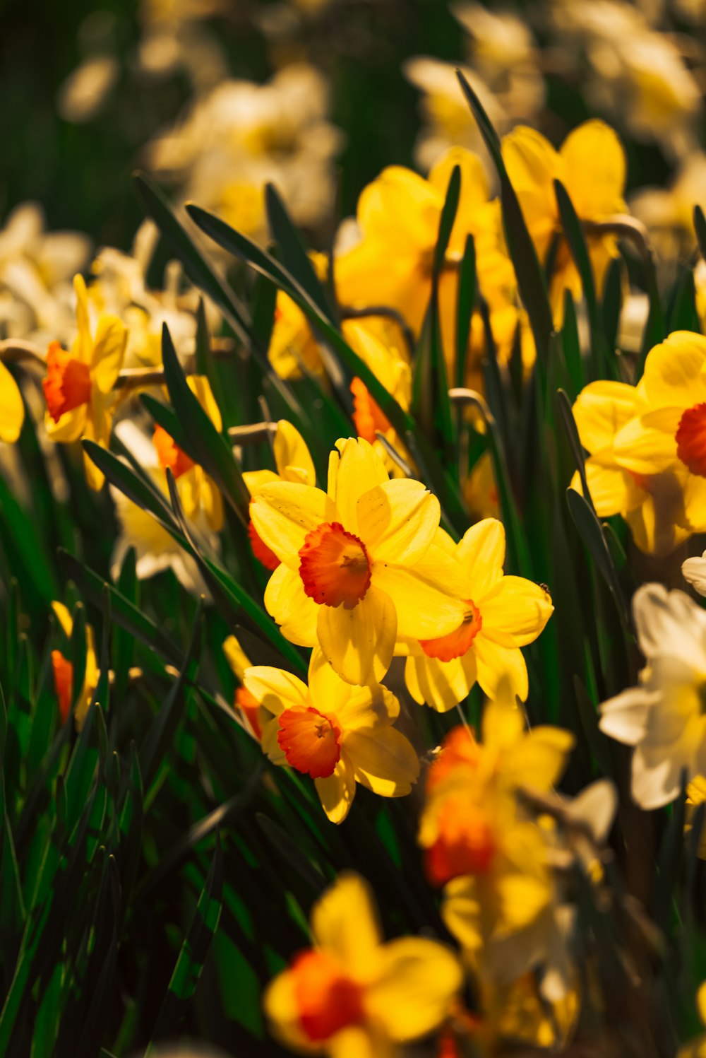 yellow daffodils in bloom during daytime