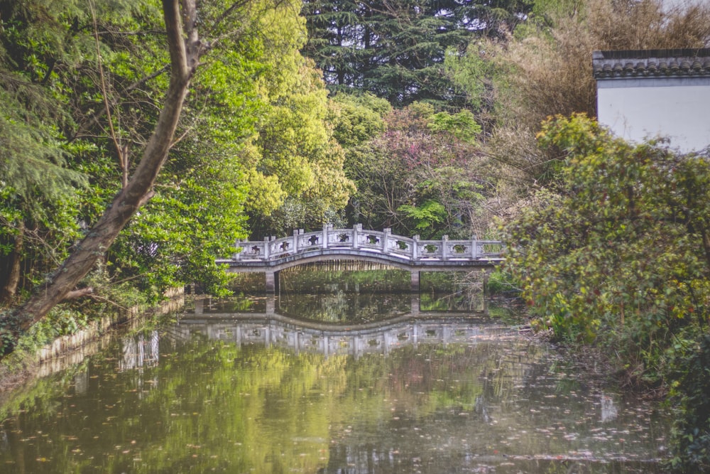 green trees beside body of water during daytime