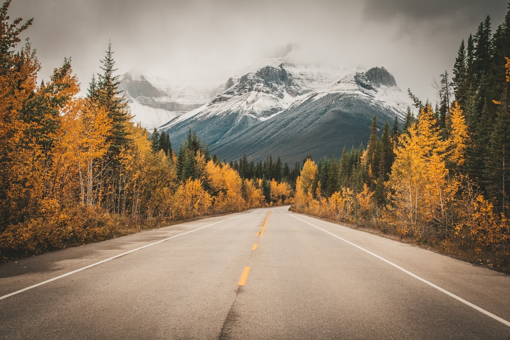 gray concrete road near green and yellow trees and mountain during daytime