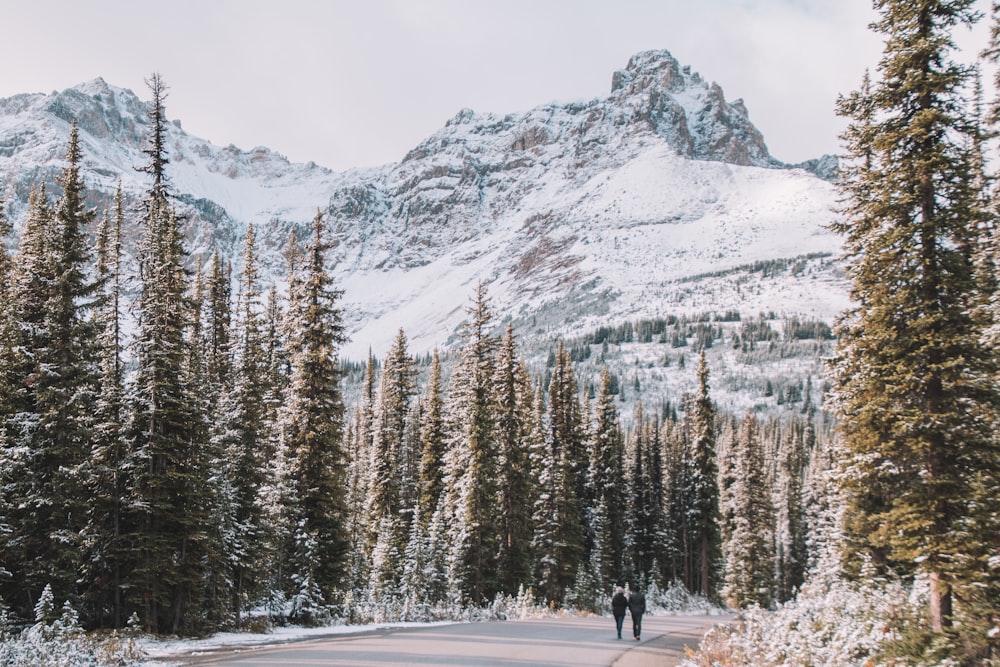 green pine trees near snow covered mountain during daytime