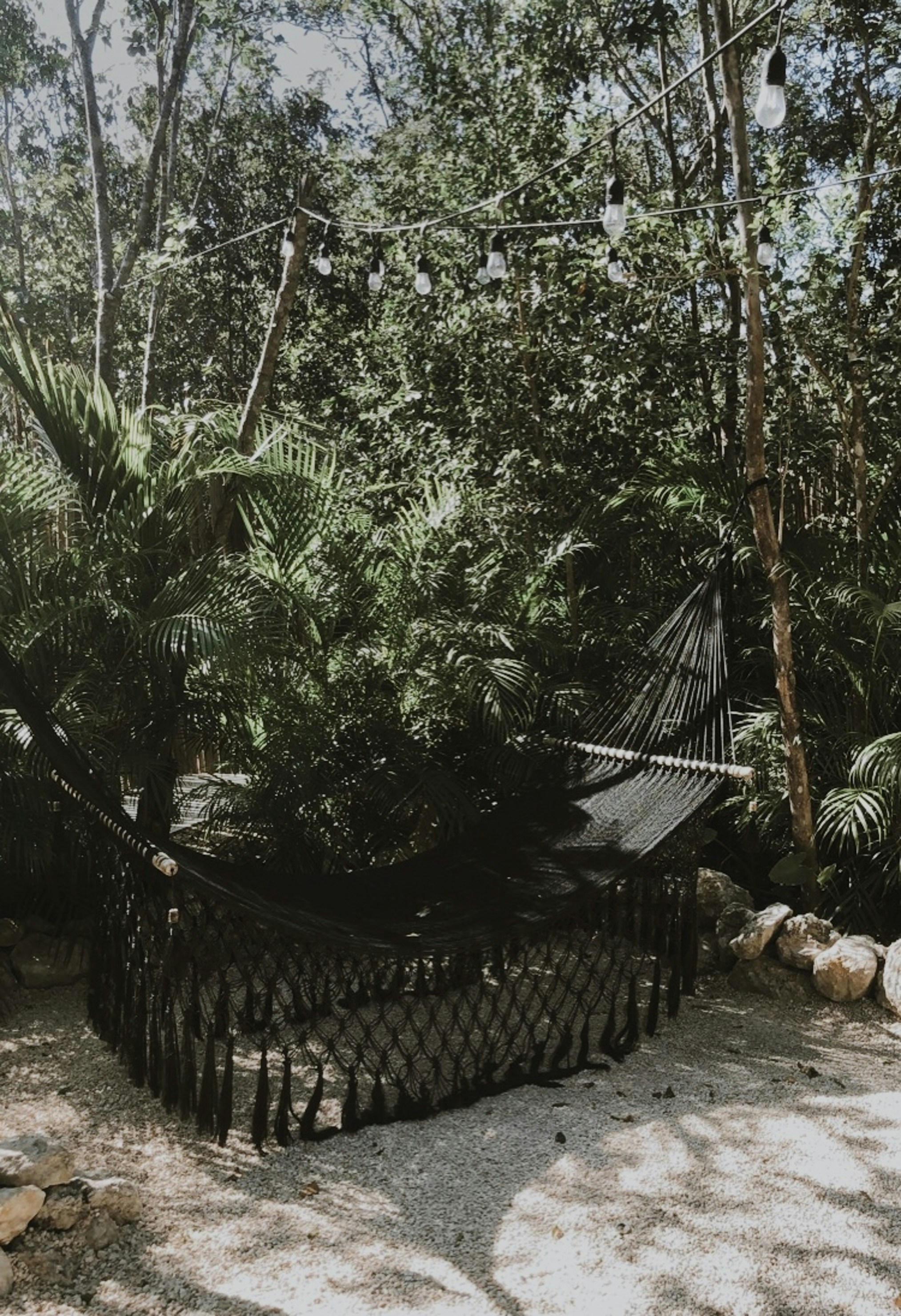 green banana tree near brown wooden fence