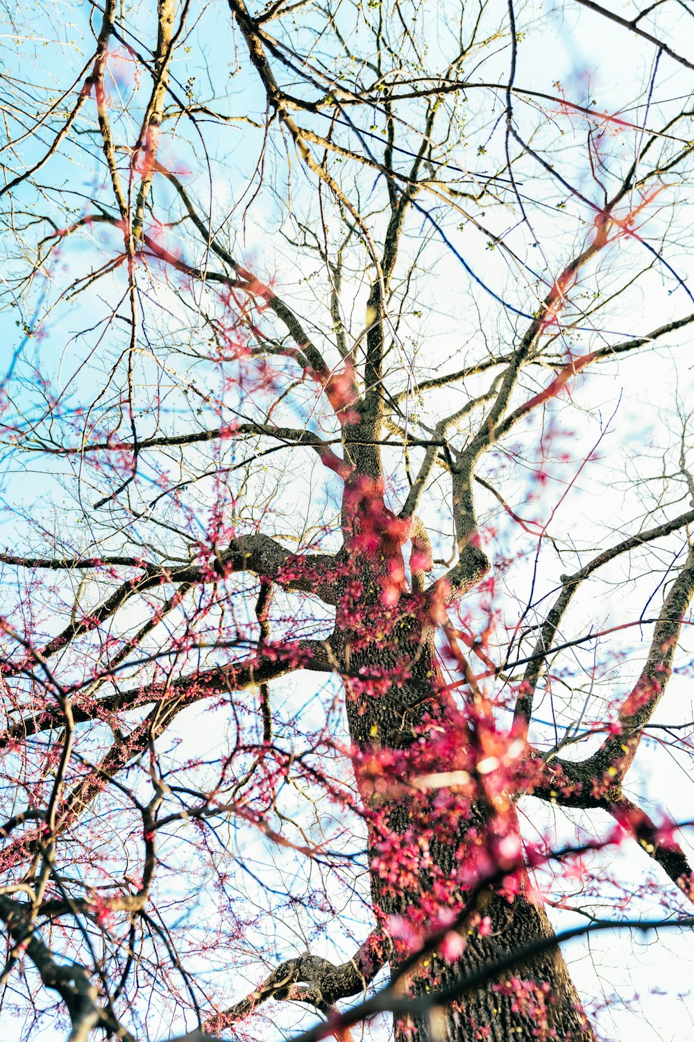 brown tree with red leaves