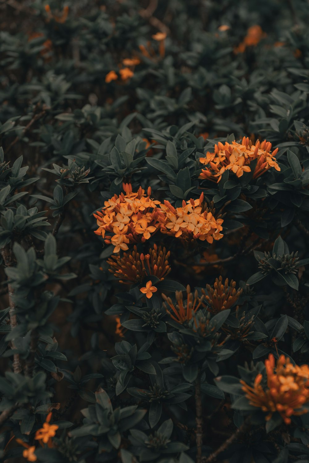 orange flowers with green leaves