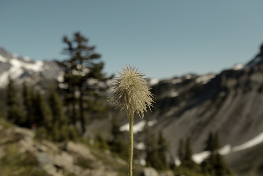 white dandelion in close up photography