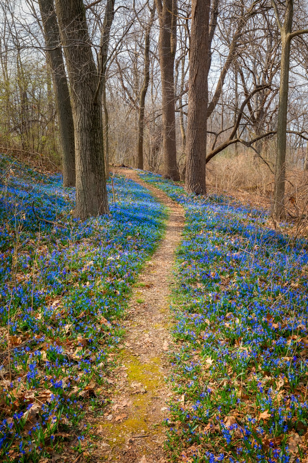 blue flowers on the ground