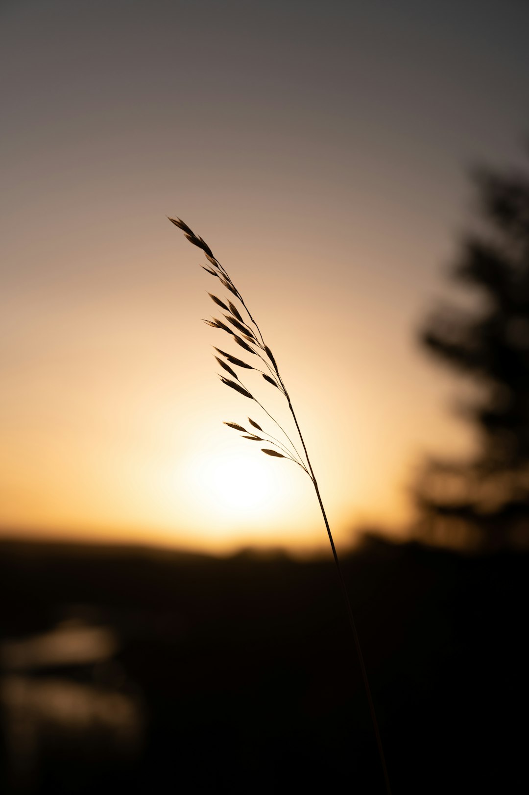 brown feather in close up photography