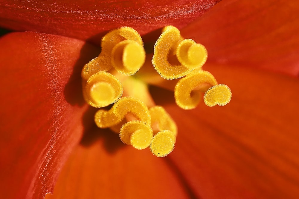 yellow flower petals on red textile