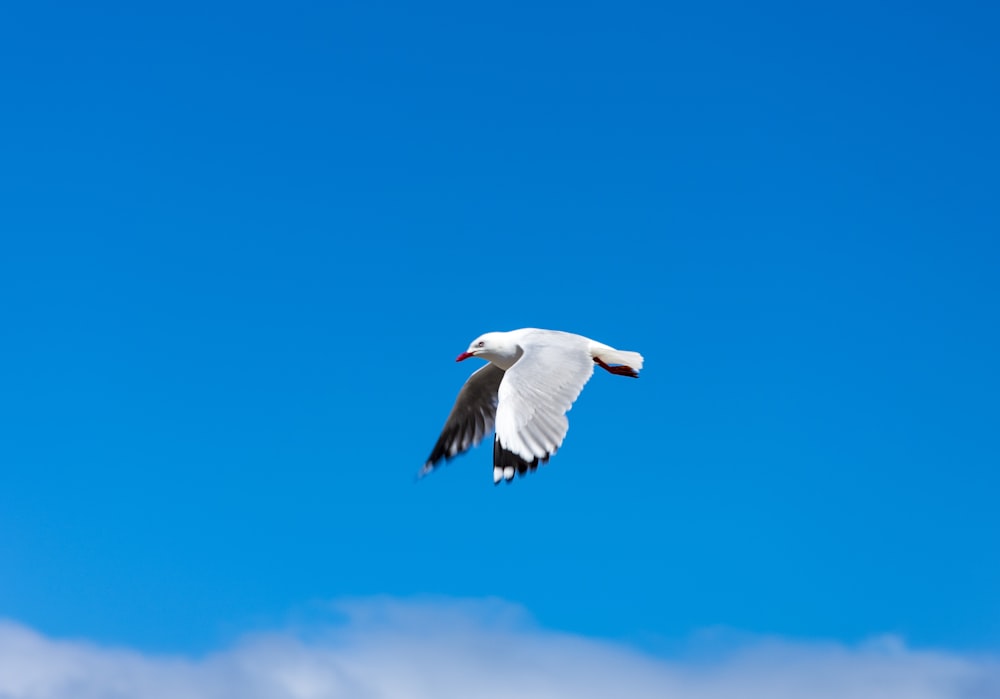 Weiße Möwe, die tagsüber unter blauem Himmel fliegt