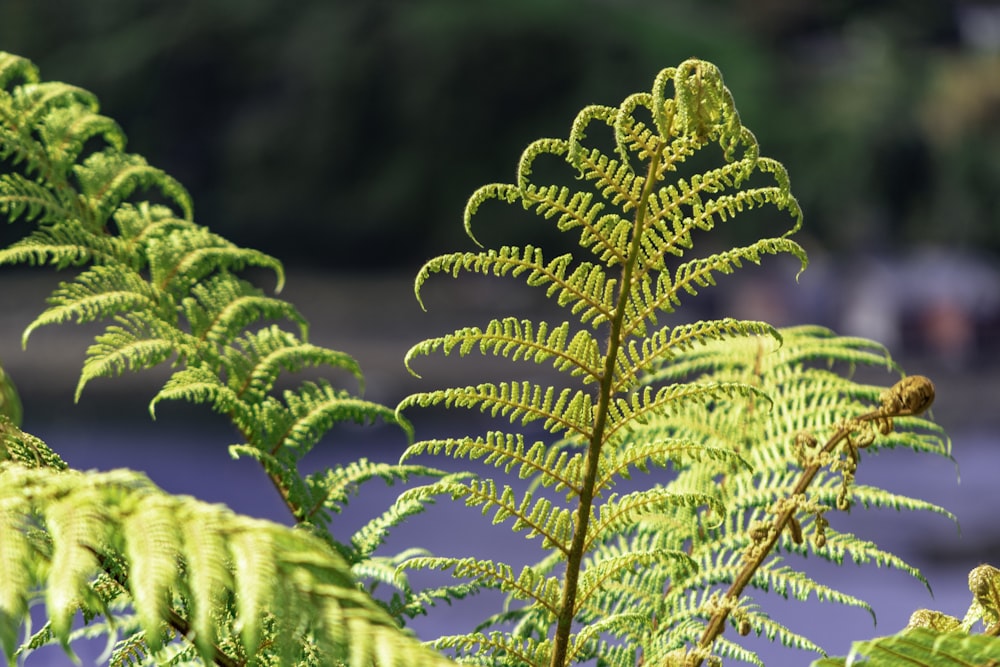 Plante de fougère verte en photographie en gros plan