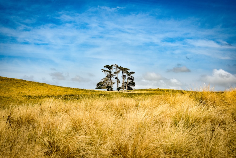 green grass field under blue sky during daytime