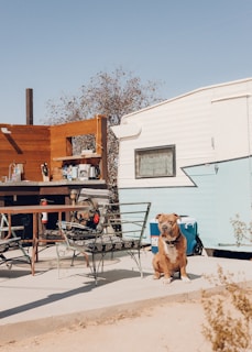 A dog sits on a patio in front of a trailer, surrounded by outdoor furniture including metal chairs and a table. A wooden outdoor kitchen with various items and a tree in the background completes this rustic and relaxed scene.